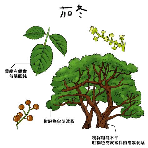 樹的作用|樹木:分類,喬木,灌木,構造,作用,溫度,降水,風與樹木,傳說,分類,中國。